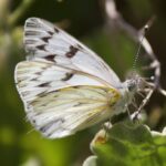 Phulia mercedis Ben Lyle Bedard INatu