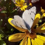 Phulia mercedis. Triverat. INaturalist