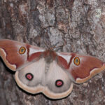 Polythysana apollina Corotauria