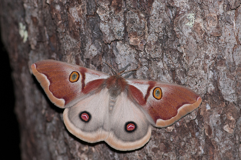 Polythysana apollina Corotauria