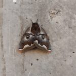 Polythysana cinerascens Francisco Riquelme Tapia