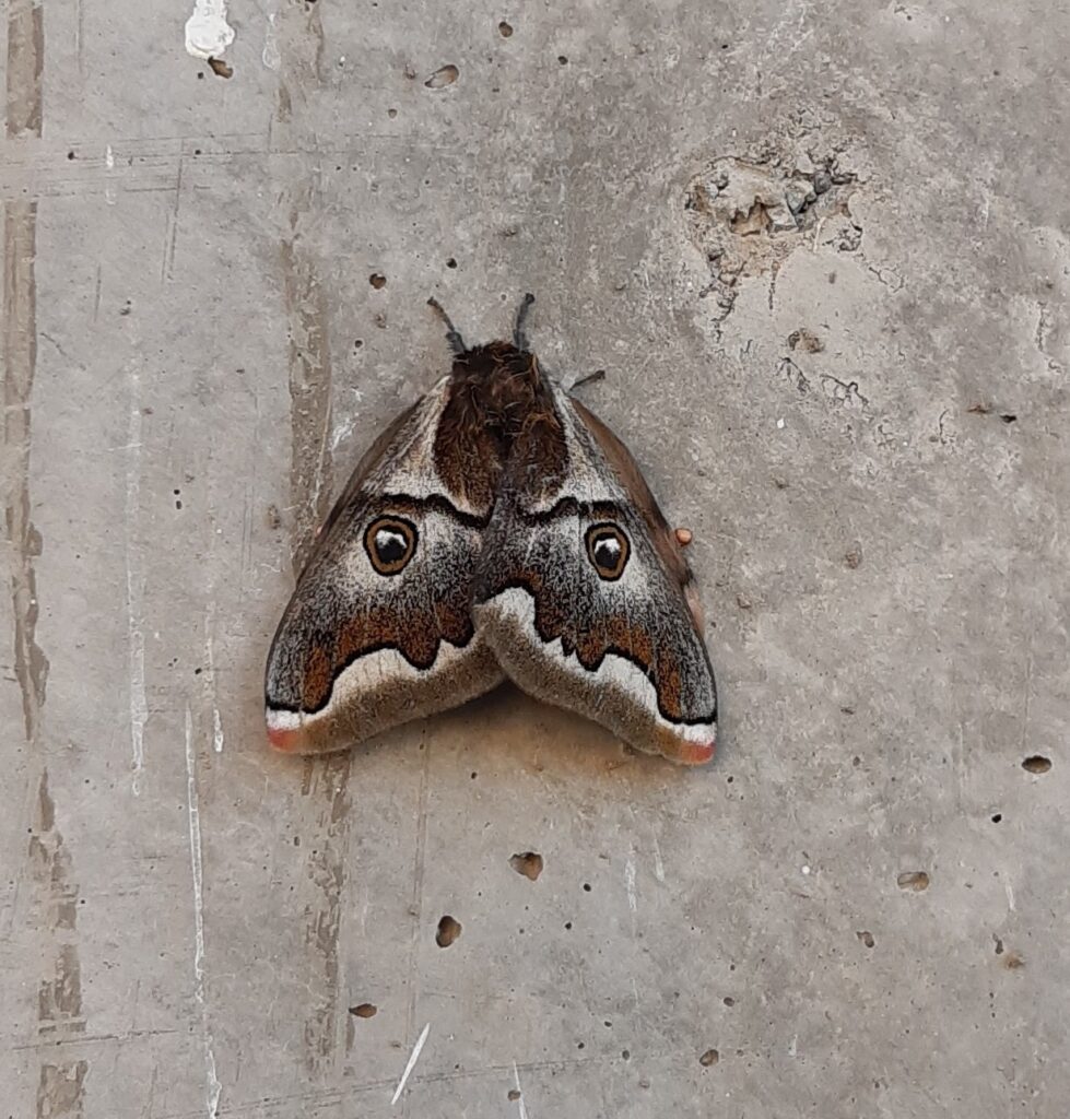 Polythysana cinerascens Francisco Riquelme Tapia