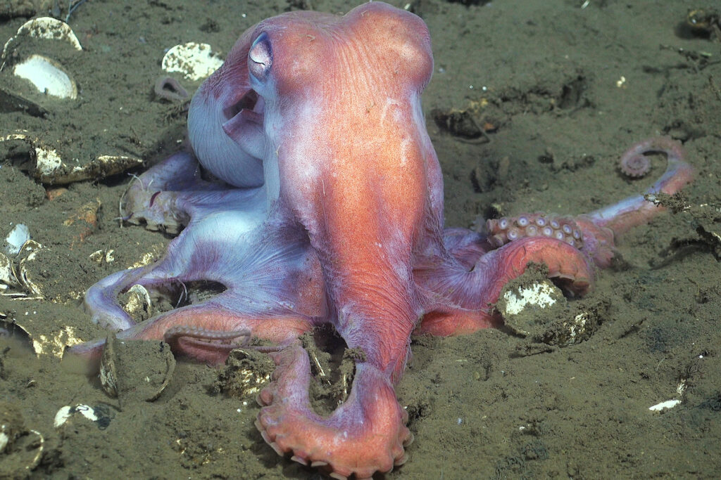 Las paredes rocosas de los cañones submarinos proveen estructuras para animales que construyen hábitats, como los corales del océano profundo, que luego son utilizadas por especies como los pulpos. Foto: cortesía ROV SuBastian / Schmidt Ocean Institute