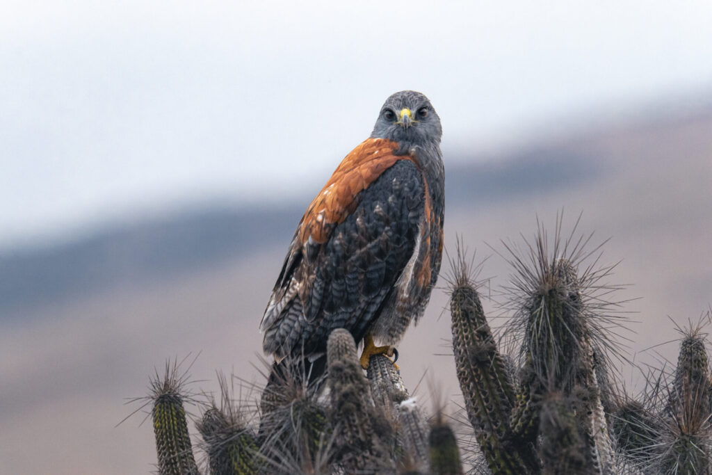 Aguilucho de la puna (Geranoaetus poecilochrous). Desierto Florido 2025. Créditos: ©Benjamín Valenzuela