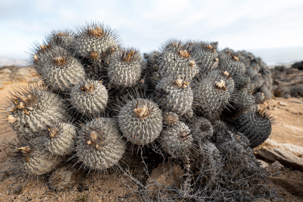 Copiapoa spp. - Desierto Florido 2025 - Llanos de Challe. Créditos: ©Benjamín Valenzuela