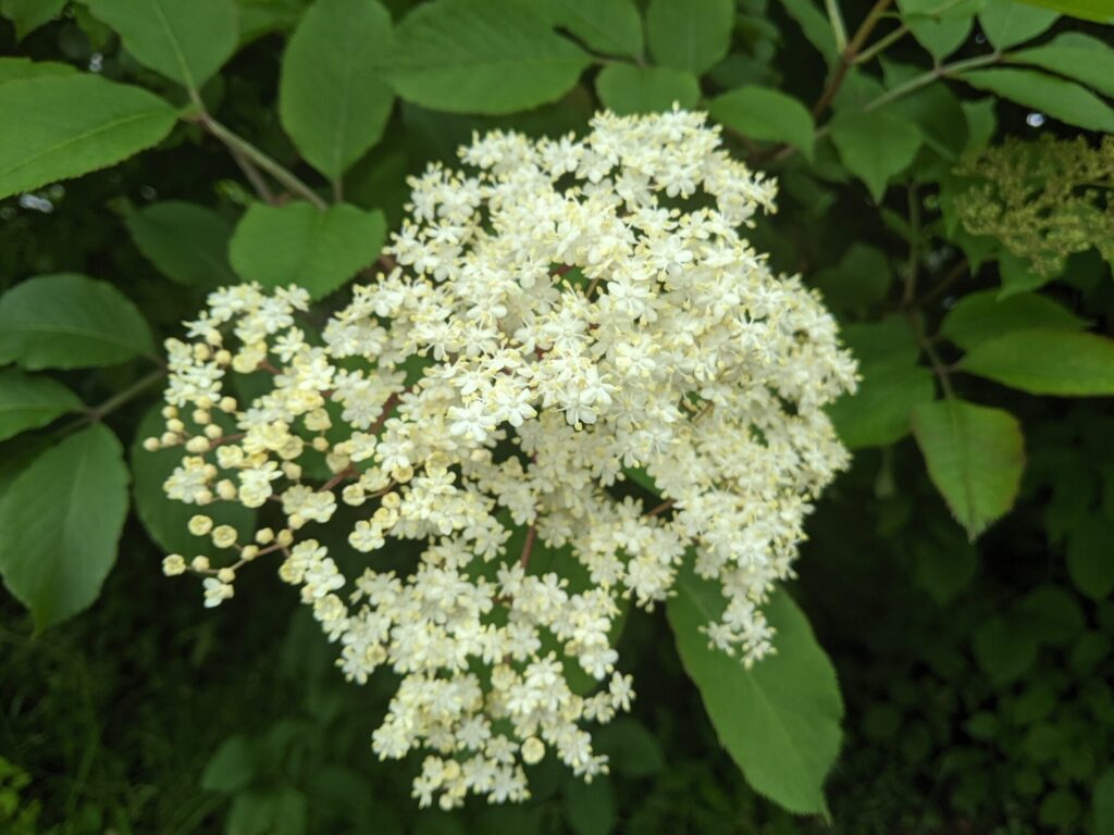 Sauco europeo (Sambucus nigra). Créditos: ©Attila Oláh