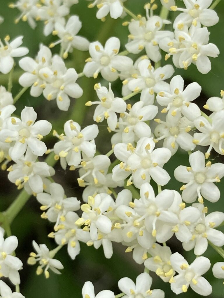 Sauco europeo (Sambucus nigra). Créditos: ©Rea Orthner