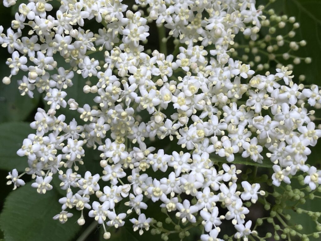 Sauco europeo (Sambucus nigra). Créditos: ©clivestr - INaturalist