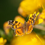 Vanessa carye Ariel Cabrera Foix - Inaturalist