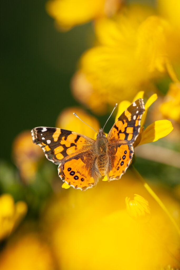 Vanessa carye Ariel Cabrera Foix - Inaturalist