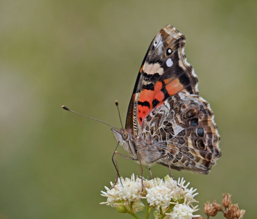 Vanessa carye Gustavo Fernando Durán - INaturalist