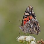 Vanessa carye Gustavo Fernando Durán - INaturalist