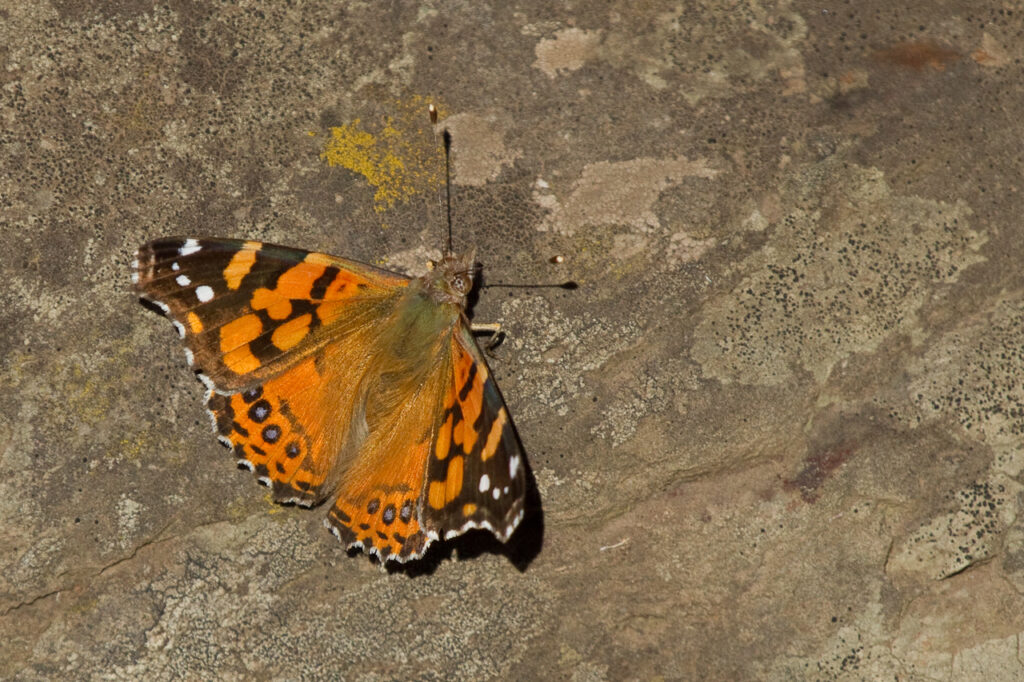 Vanessa carye. David Robichaud- INaturalist