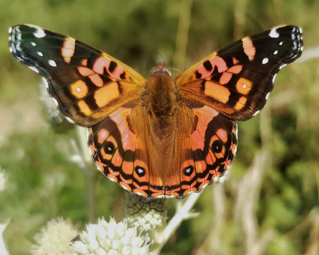 Vanessa terpsichore, Benjamin Silva Ahumada, Inaturalist