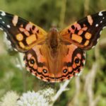 Vanessa terpsichore, Benjamin Silva Ahumada, Inaturalist