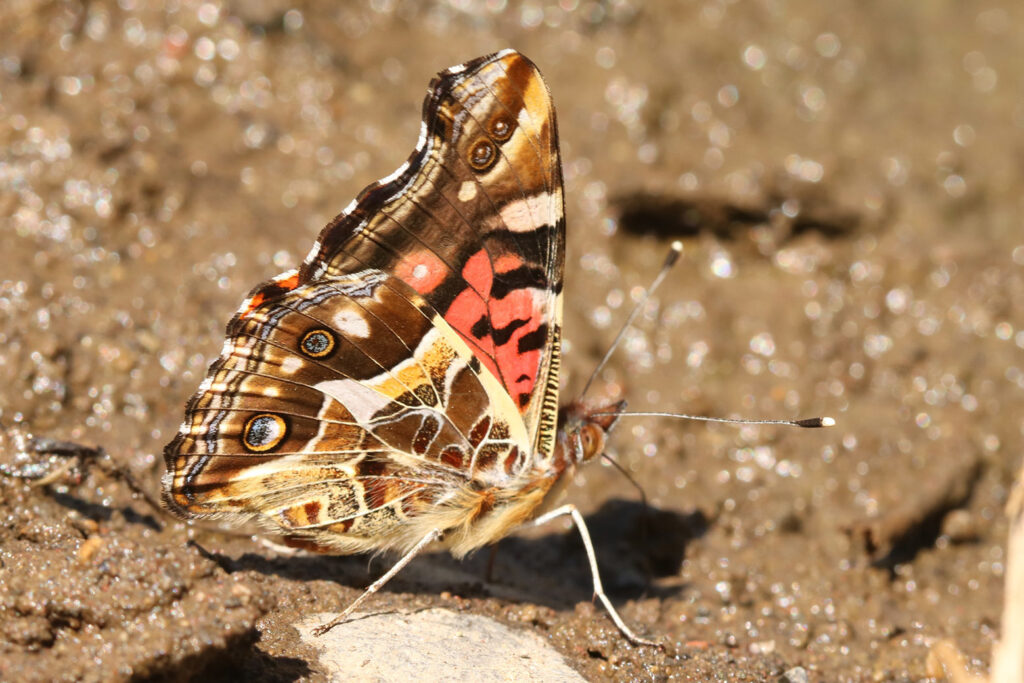Vanessa terpsichore Holger Braun INaturalist 2