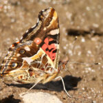 Vanessa terpsichore Holger Braun INaturalist 2