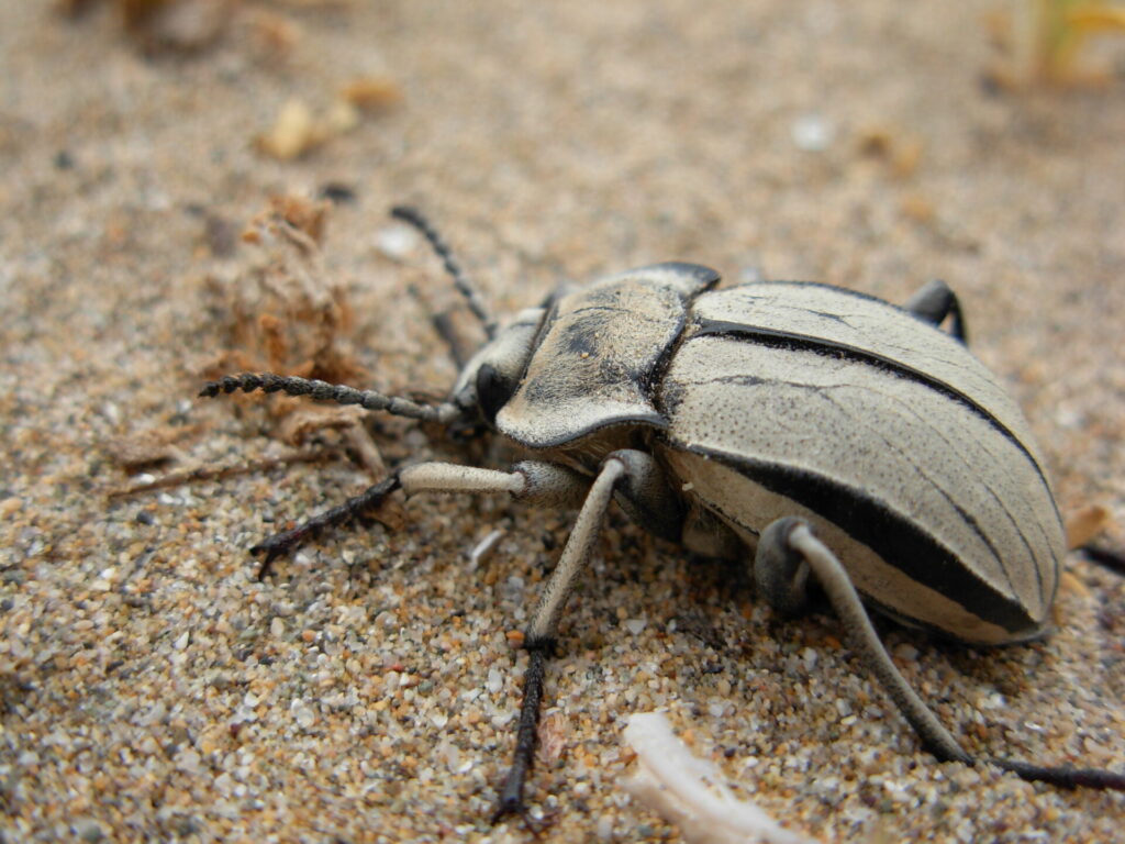 Vaquita del desierto, género Gyriosomus. Créditos: Laboratorio de Entomología Ecológica (LEULS), Universidad de La Serena.