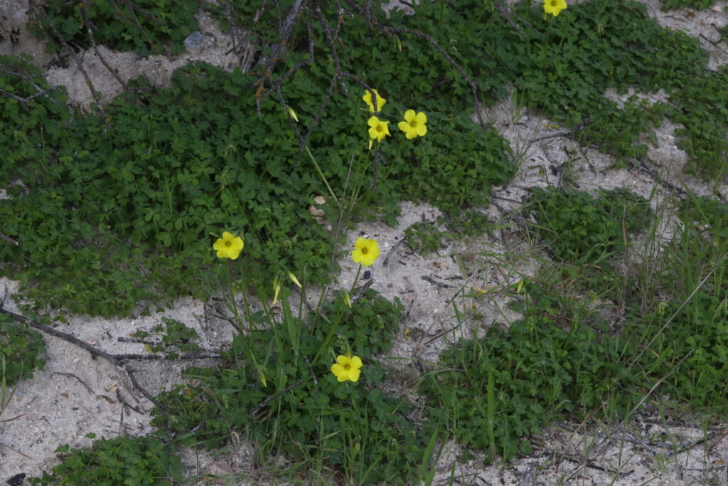 Choquita Amarilla (Oxalis pes-caprae). Créditos: James Bailey.