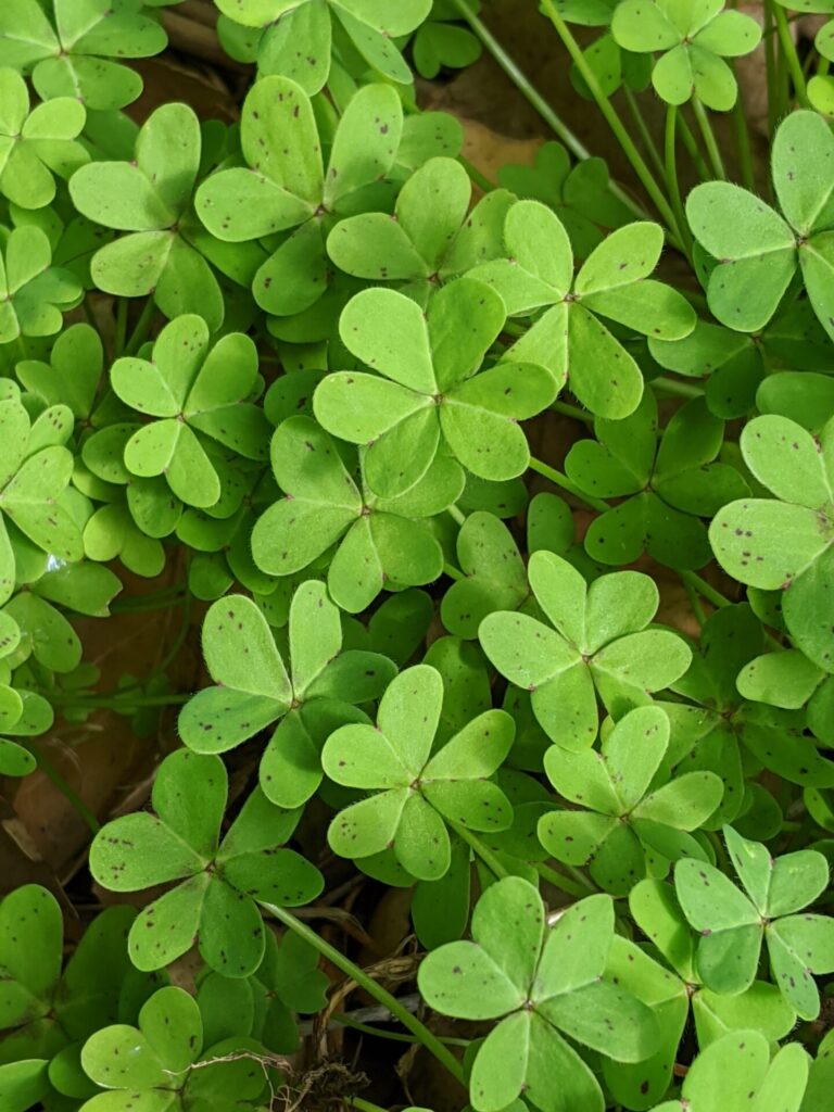 Choquita Amarilla (Oxalis pes-caprae). Créditos: mary-nguyen.