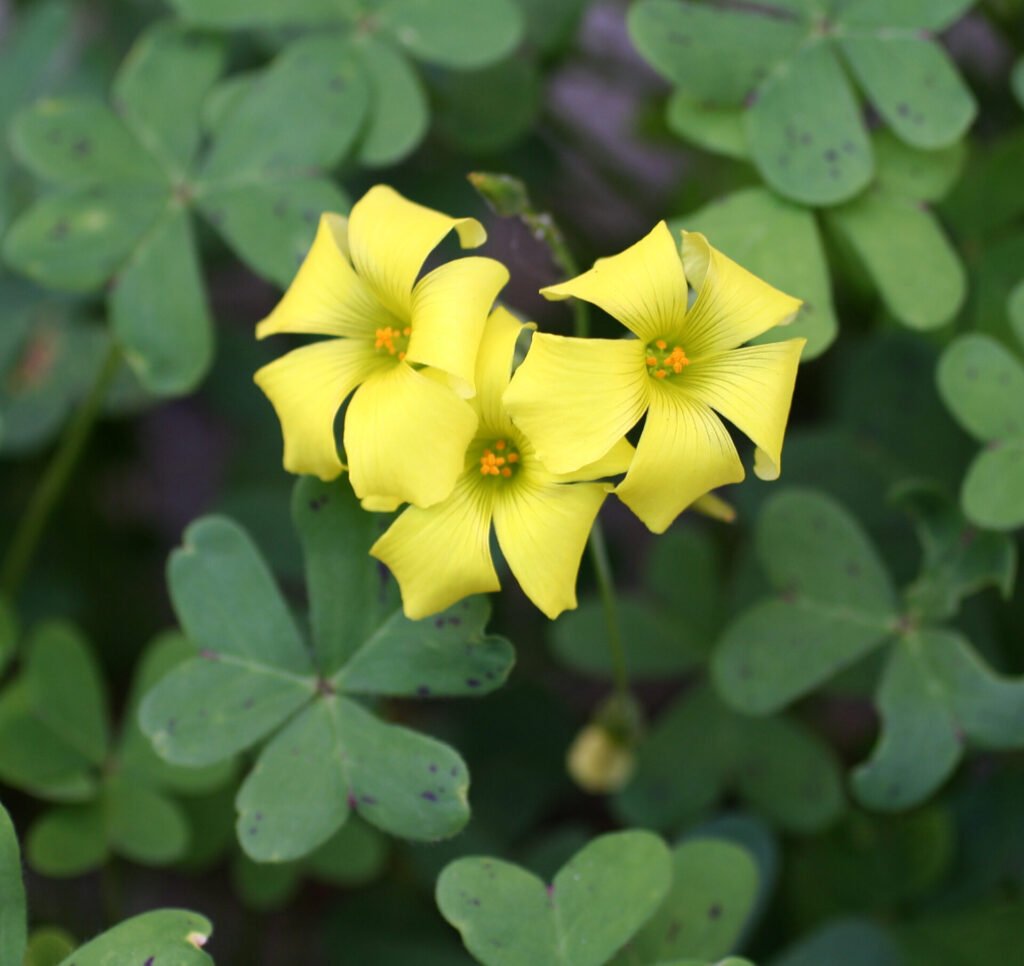vinagrillo (Oxalis pes-caprae. Créditos: ©Aleta Rodriguez