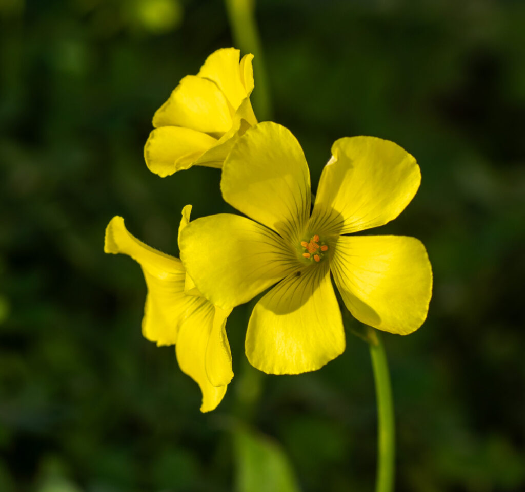 Choquita Amarilla (Oxalis pes-caprae). Créditos: portioid.