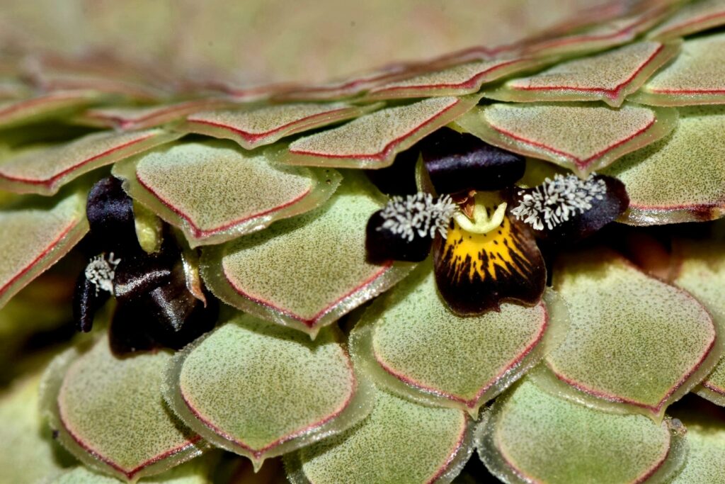 Viola atropurpurea. Créditos: ©Joey Santore