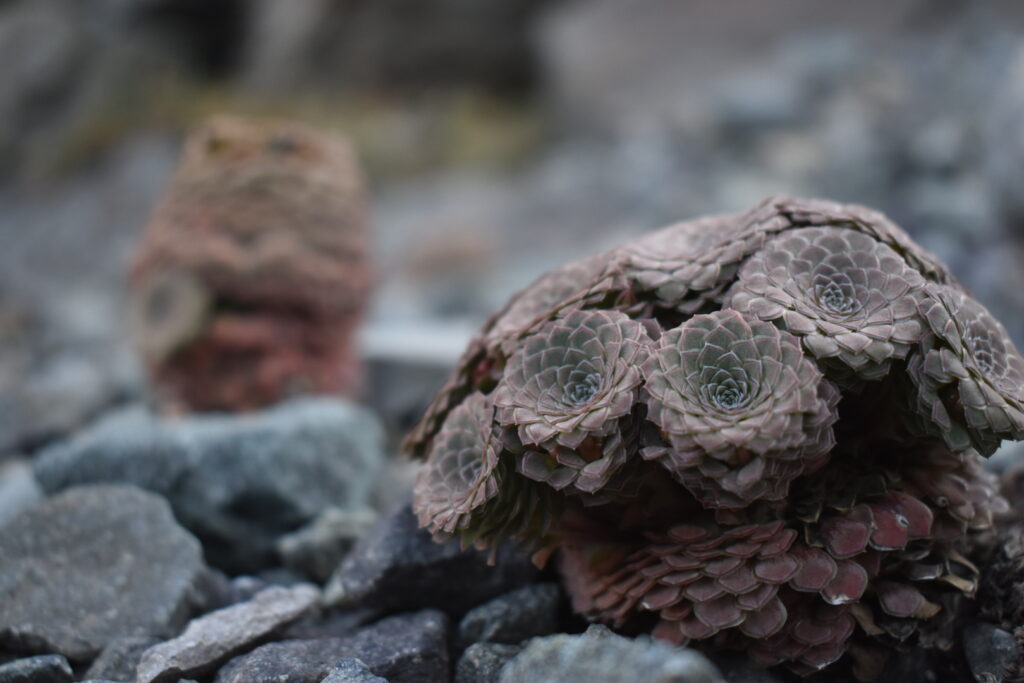 Viola atropurpurea. Créditos: ©Joey Santore