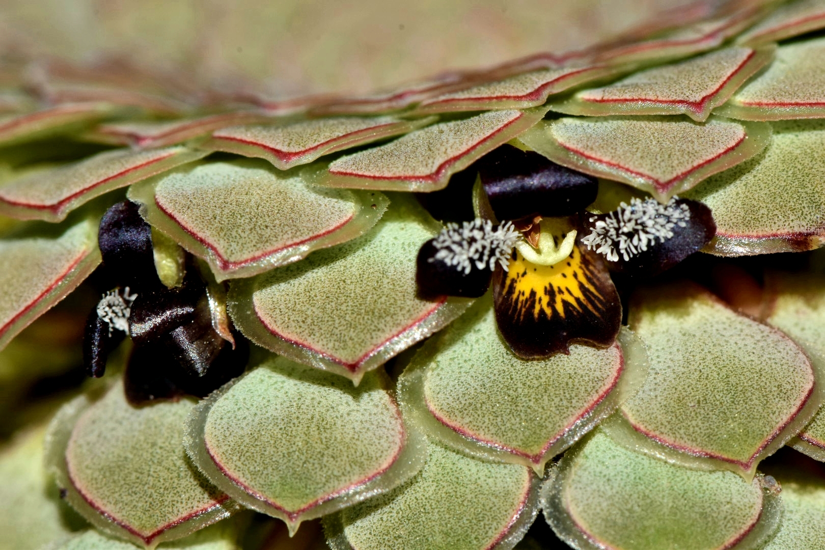 El mundo de las violas chilenas, pequeñas flores que tras 30 años protagonizan una guía de campo en el país