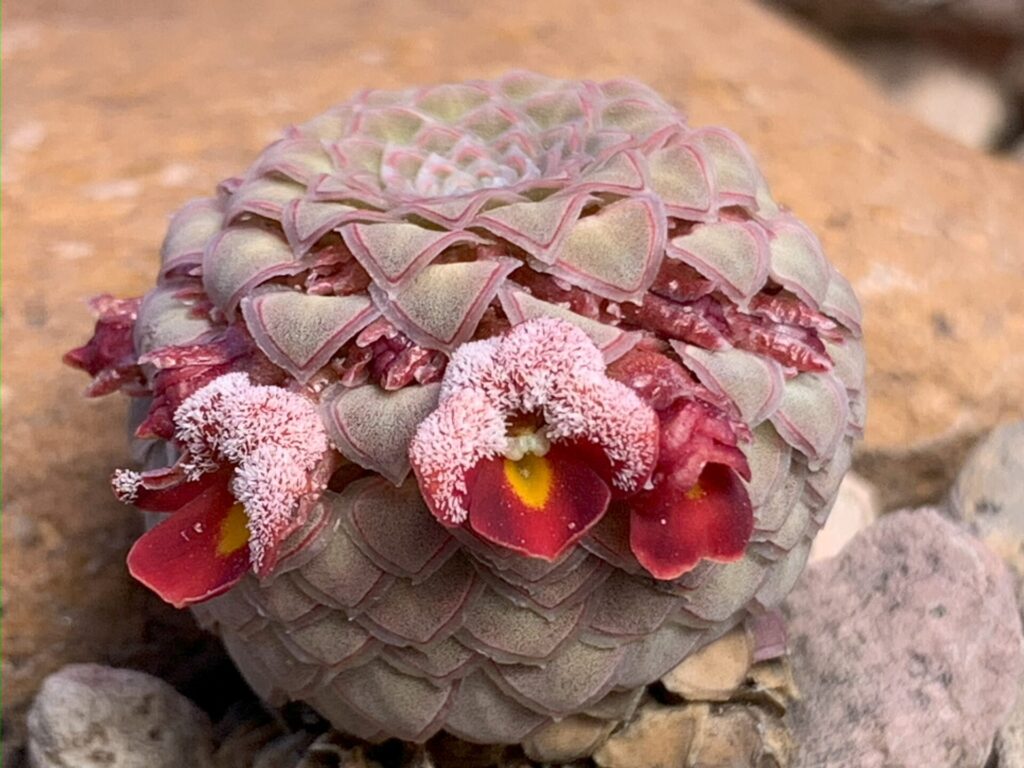 Viola atropurpurea. Créditos: ©Margarita Aldunate