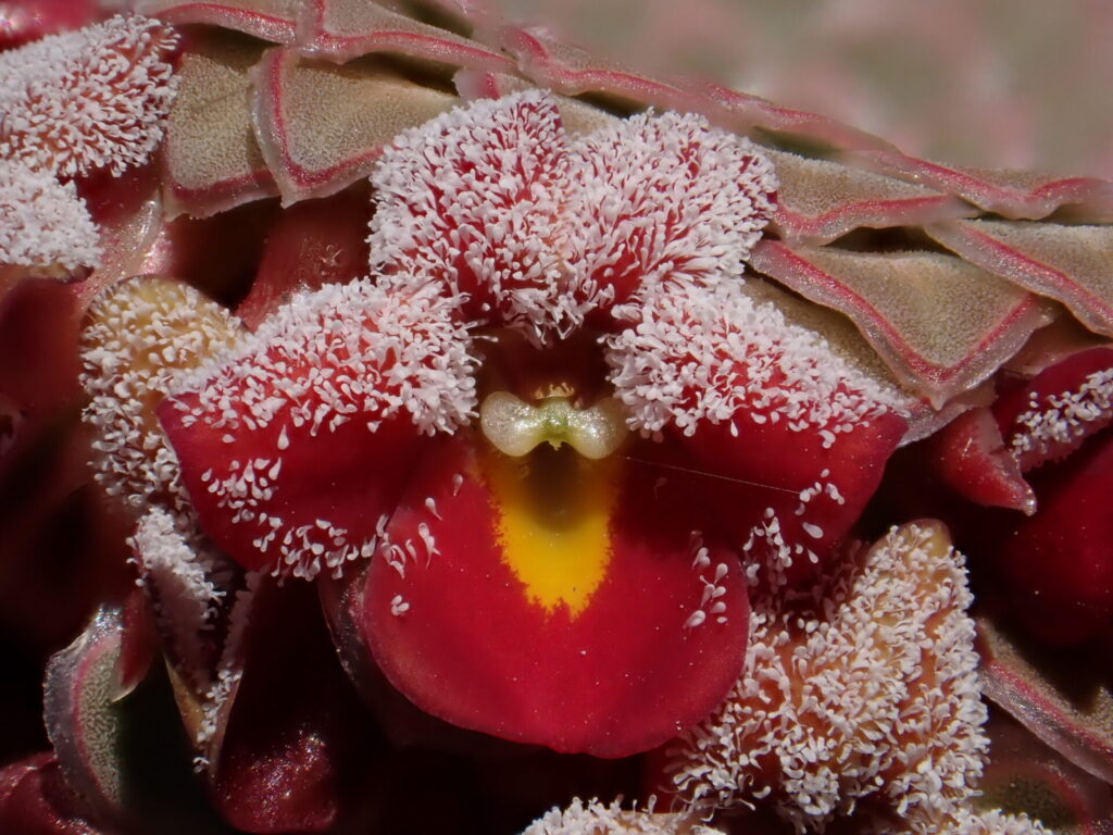 Viola atropurpurea. Créditos: ©Nolan Exe