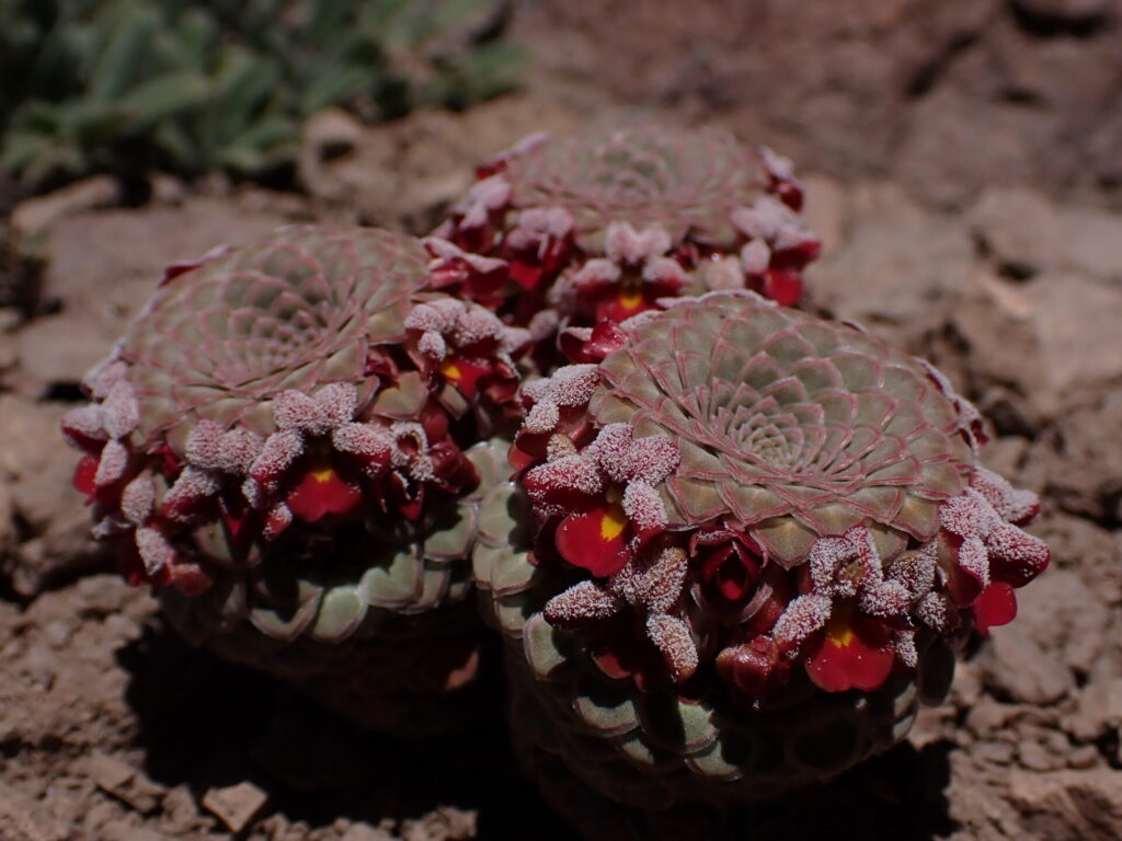 Viola atropurpurea. Créditos: ©Nolan Exe
