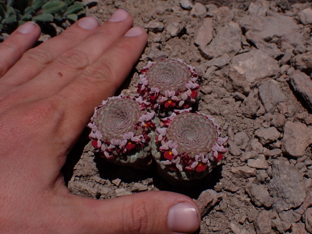 Viola atropurpurea. Créditos: ©Nolan Exe