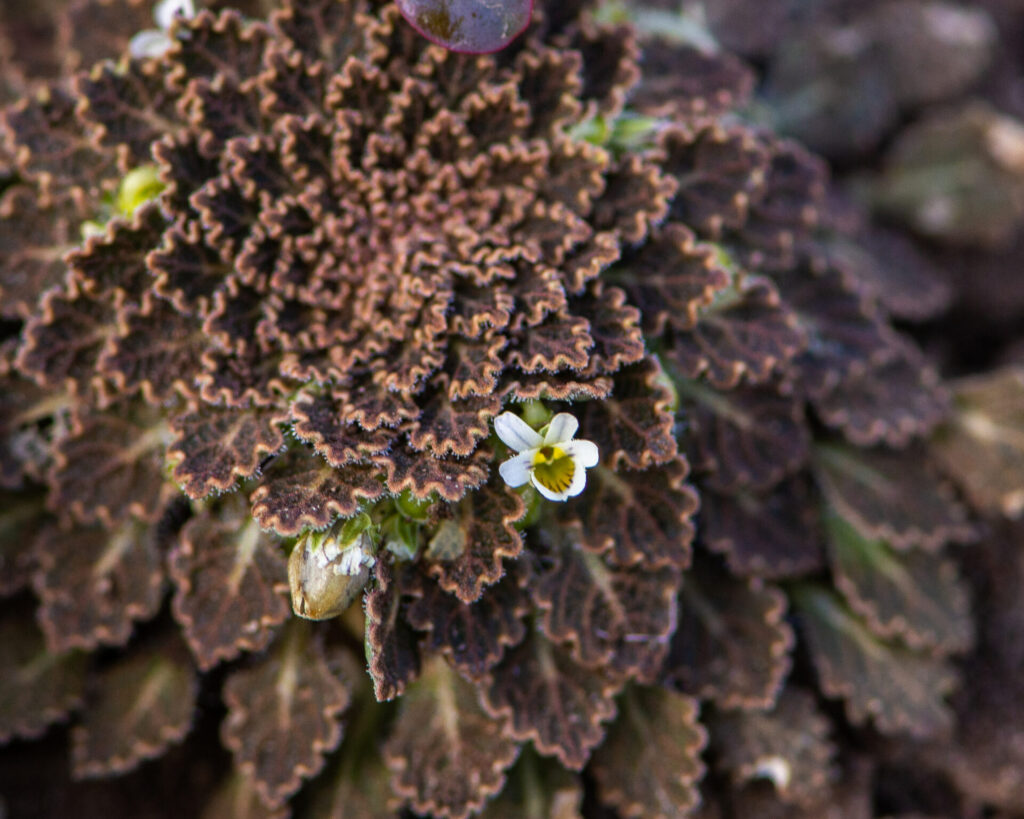 Viola chamaedrys. Créditos: ©Nicolás Villaseca Merino @niboldus