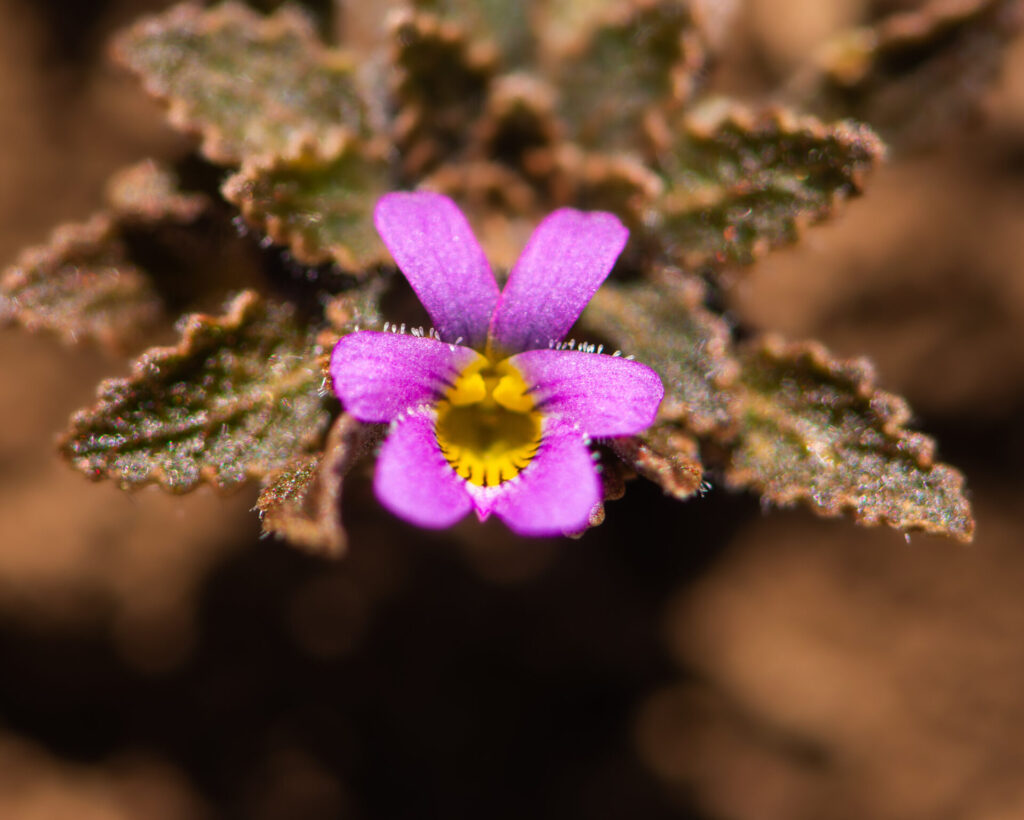 Viola chamaedrys. Créditos: ©Nicolás Villaseca Merino @niboldus