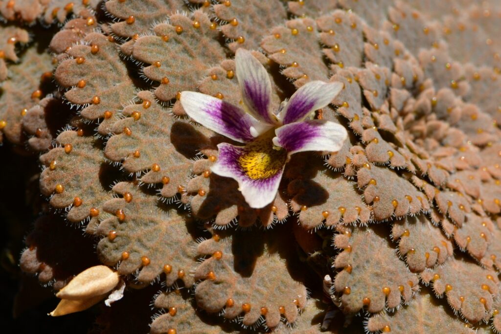 Viola congesta. Créditos: ©Joey Santore