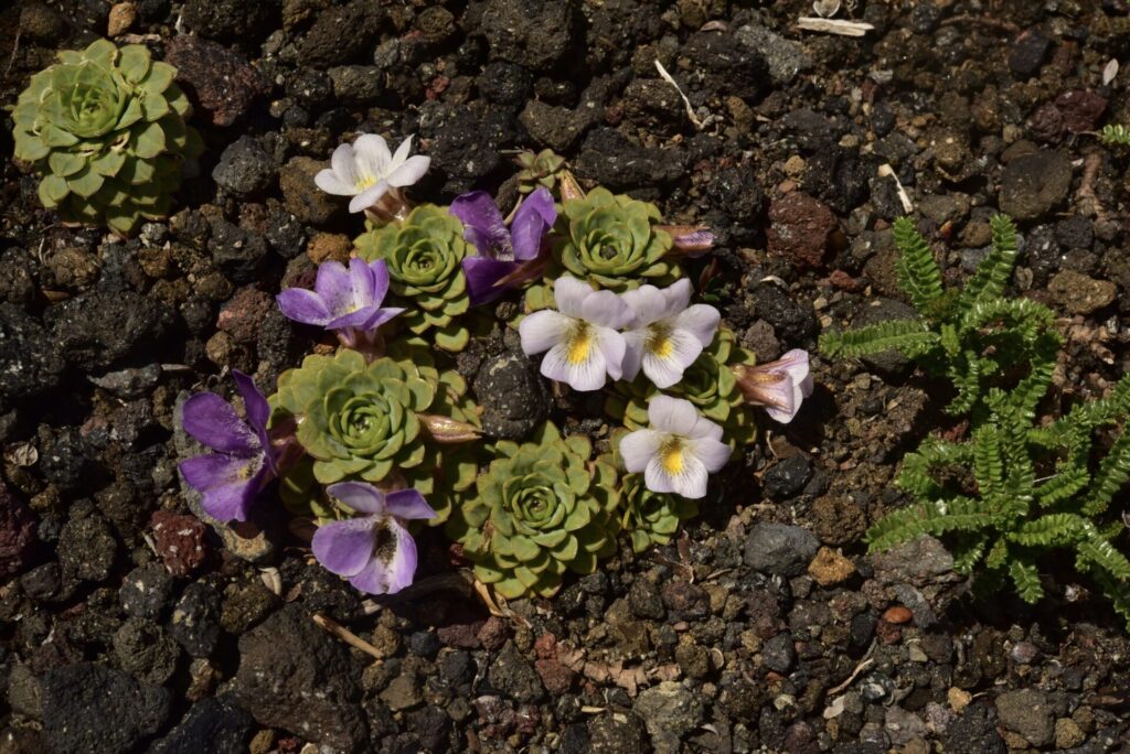 Viola cotyledon. Créditos: ©Jeff Bisbee