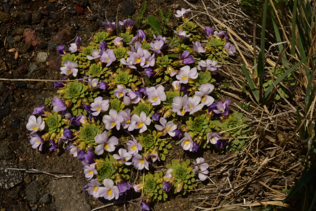 Viola cotyledon. Créditos: ©Jeff Bisbee