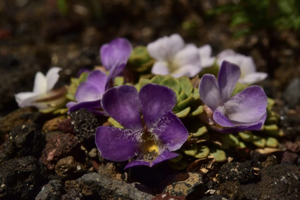 Viola cotyledon. Créditos: ©Jeff Bisbee