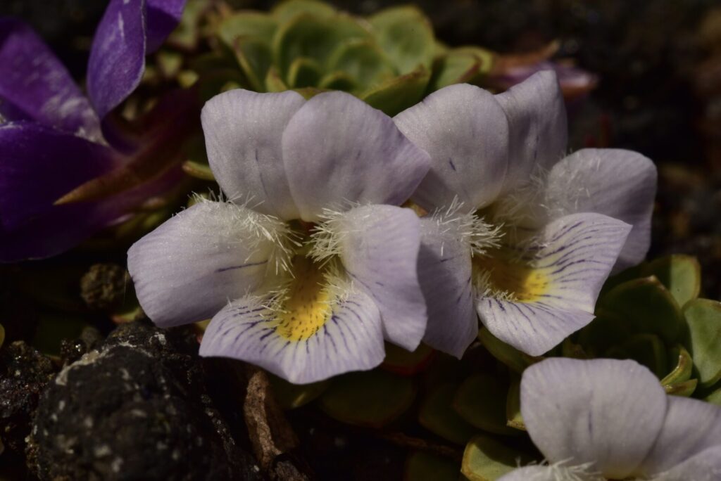 Viola cotyledon. Créditos: ©Jeff Bisbee