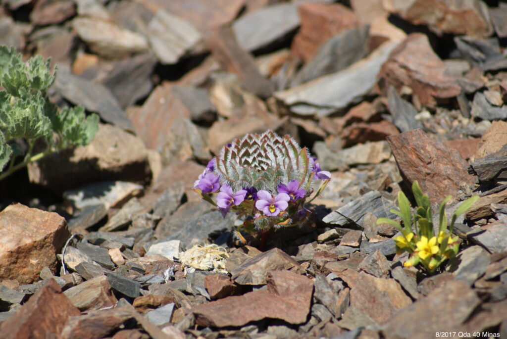 Viola dandoisiorium. Créditos: ©Claire De Schrevel