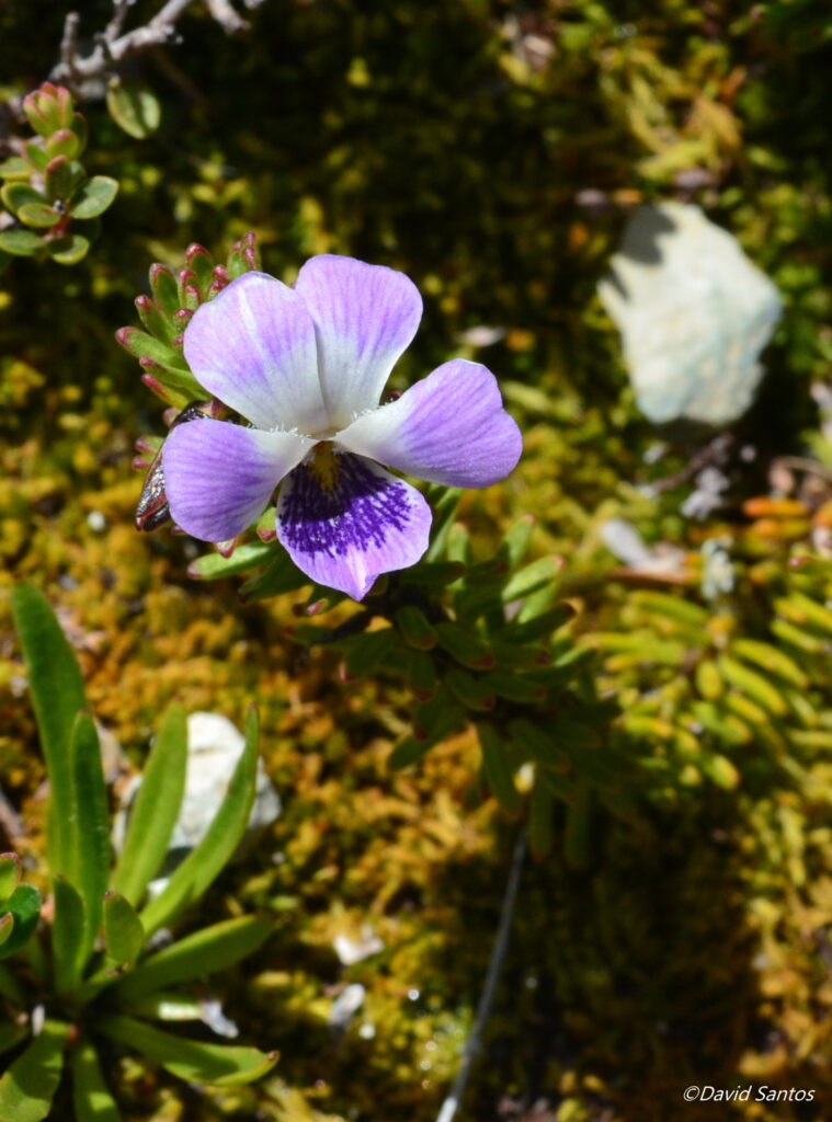 Viola fluehmannii. Créditos: ©David Santos