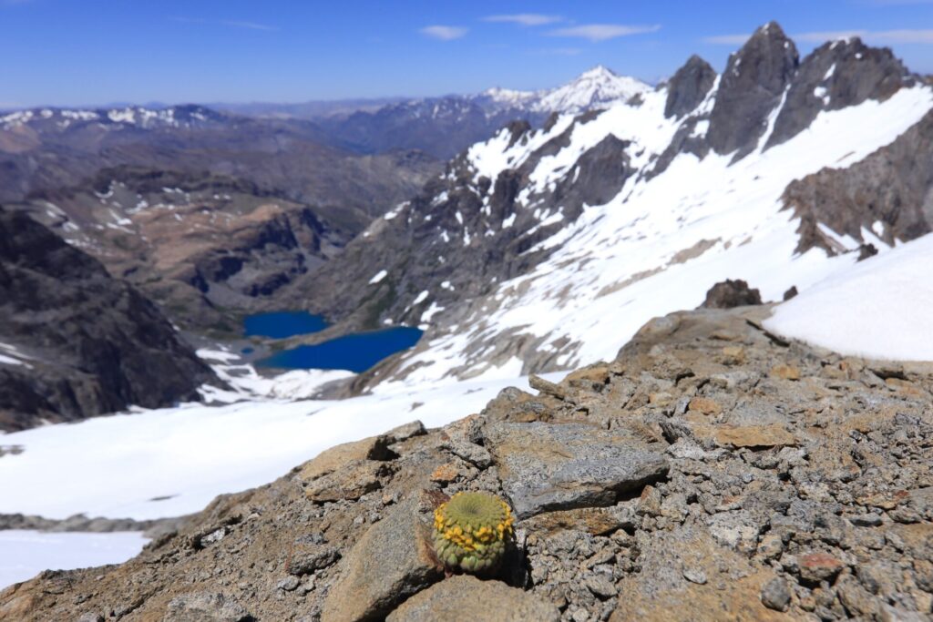 Viola imbricata. Créditos: ©Jeff Bisbee