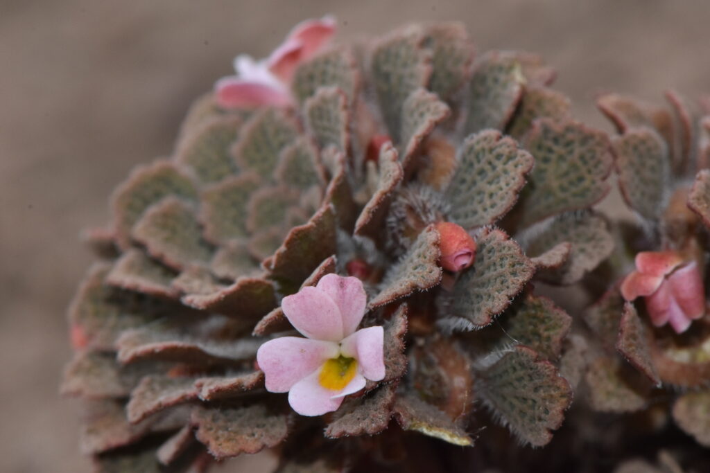 Viola microphylla. Créditos: ©Joey Santore
