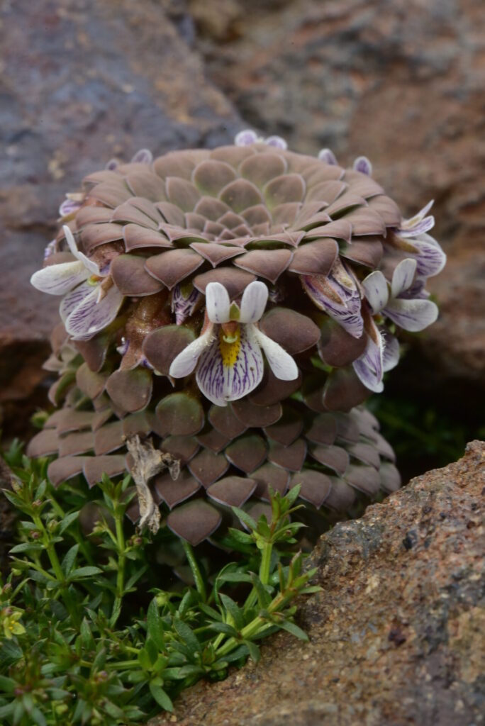 Viola pachysoma. Créditos: ©Jeff Bisbee