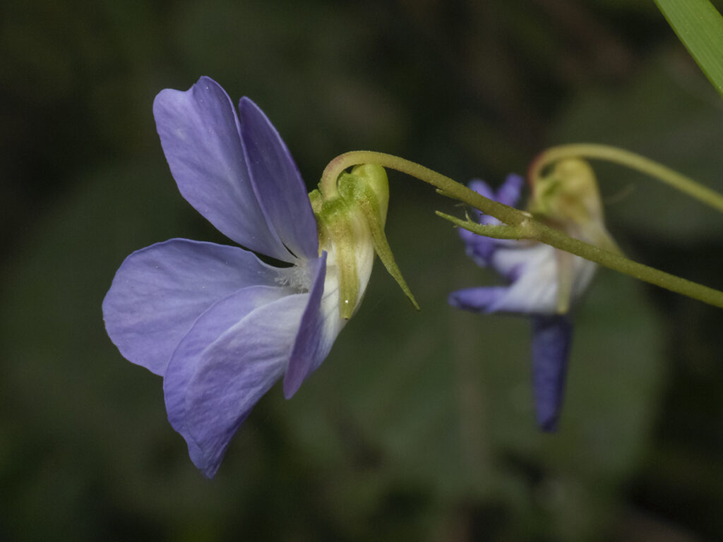 Viola portalesia. Créditos: ©Claudio Maureira