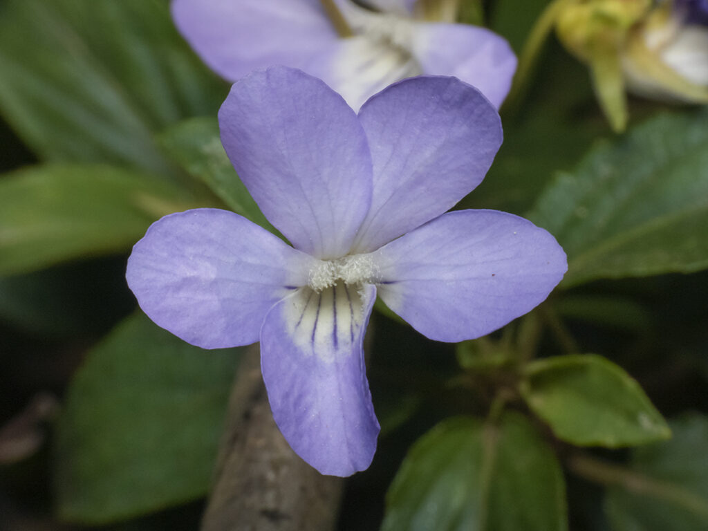 Viola portalesia. Créditos: ©Claudio Maureira