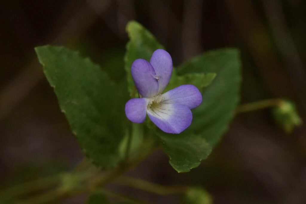 Viola portalesia. Créditos: ©Jeff Bisbee