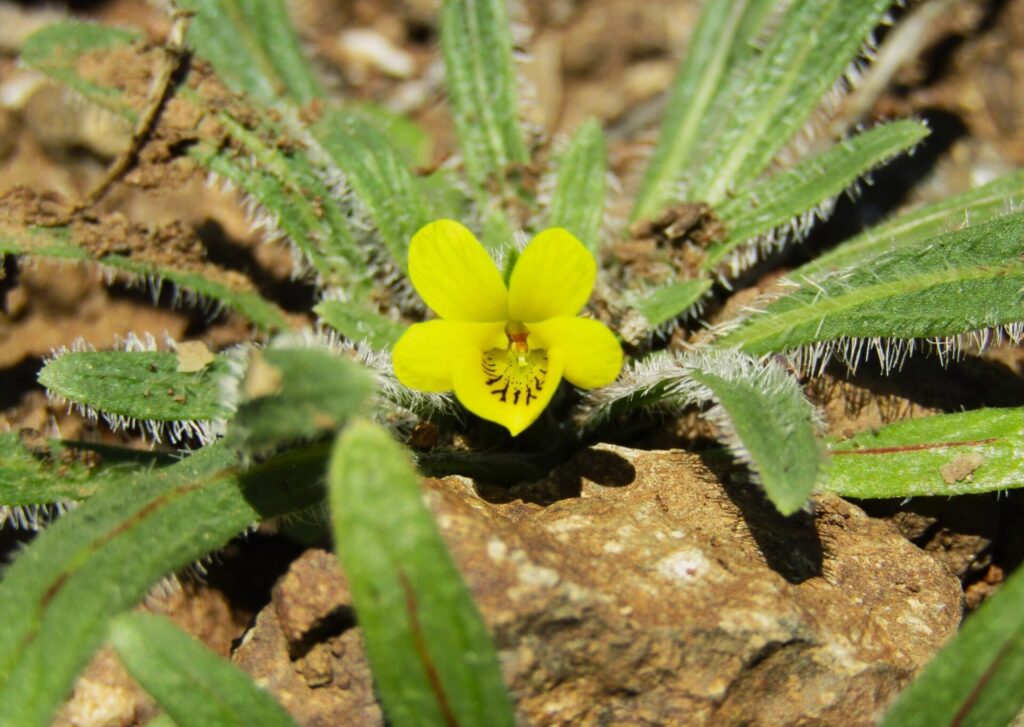 Viola pusilla. Créditos: ©Fabián Andrade