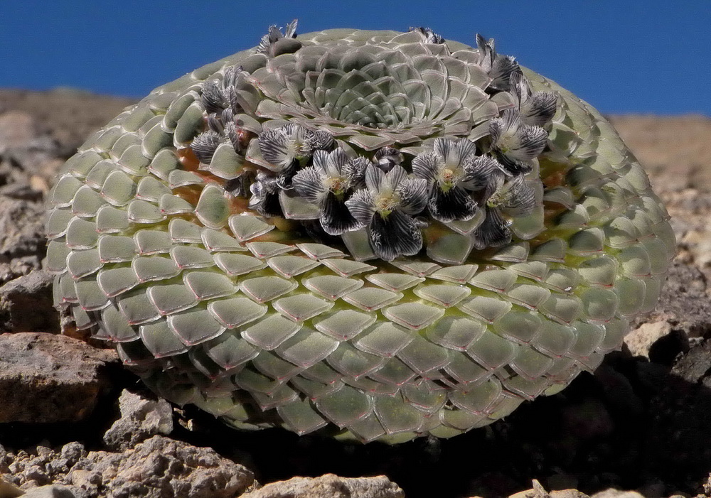 Viola regina. Créditos: ©Ana Flores-Watson